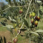 All'antica Scuderia Del Castello Gospodarstwo agroturystyczne Maiano (Friuli Venezia Giulia)