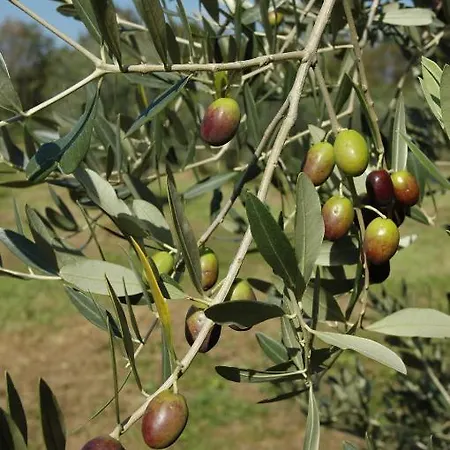 All'antica Scuderia Del Castello Farma Maiano (Friuli Venezia Giulia)